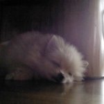 1탄 우리집 멍뭉이 <b>포메</b> 코코를 소개합니다 '_'