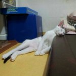 냥판] 강낭콩알 <b>입양</b> 2편