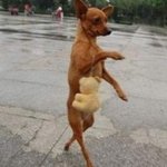 왠지 걸어다닐것 같은 <b>동물</b>들?