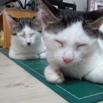 냥판] 강낭콩알 넌<b>집사고</b> 난주인이다 3편