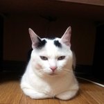 [냥판] 대두김용배의 울 엄마한테 그르디망!!!