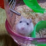 [햄스터판]  우리<b>집</b> 귀염둥이 크림<b>이</b>를 소개해요~