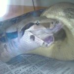 <b>돌돌</b>이 먹이먹는 모습 너무 귀엽지 않나요?