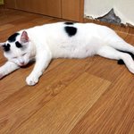 [냥판] <b>대두</b>김용배의 곰인가?오징어? 고양이잖아?!