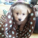 시장에서 <b>산</b> 9000원짜리 강아지..어때요?