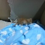 애기냥판) 회사에서 얼떨결에 구조해버린 1개월령 치즈태비 루돌프...