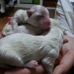 꽃돼지견 <b>두부</b>를 소개해요