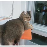 [냥판] 말괄량이 아메리칸컬 -미호