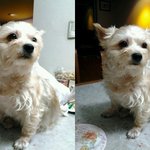 우리집 애교만점 순둥이 보러오세요~