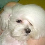 간지나는 <b>동물</b>들의 머리 스타일