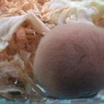 [골든햄스터판] <b>유부</b> 한 번 보실라우?