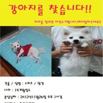 부천시 오정구 원종동 스피츠 암컷 <b>몽실이</b>를 찾습니다