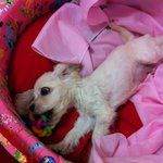 코카짱 2판)혼자보기 아까운 강쥐계의 (원빈) 함께해요몽뚜벨