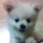 스피츠일까요 <b>포</b><b>메</b>일까요??이쁜구름이를소개해요^^