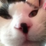 [냥판]  <b>밀크</b>야옹이라오 ㅋㅋ