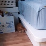 (냥판) 유 <b>누렁</b>이옵니다.