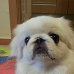 강아지 <b>난이</b> 변천사