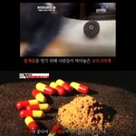 현장박치기 - 고양이까지 먹는다?? <b>장수</b>만 한다면 뭐든지 먹음 ㅎㄷㄷ