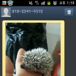 까칠하고 <b>도도</b>하지만 속마음은 여린 고슴도치랍니다!!