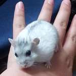 [<b>햄스터</b>판]우리집 귀염둥이 크림이2