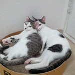 냥판] 강낭콩알 제목짓기어렵다 5편