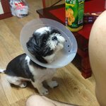 우리집블랙시<b>츄</b>철숙이의털깎인전후..