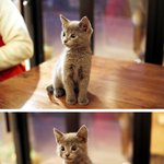 코보드 주인 딕펑스 주인