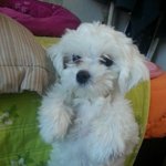 대전시 <b>동구</b> 가양동 말티즈 남아 찾습니다!