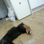 애기냥판) 구조3일째! 똥꼬발랄 철부지 1개월령 아깽이, 루돌프코...