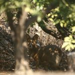 철이른 봄의 꽃피는 <b>숲속</b>