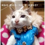 [길냥마늘네] [판에서 만난 마늘이] 새식구가 생겼어요^-^