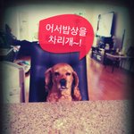 멍판><b>노견</b>만세!!행복한 노후