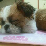 개구쟁이 다우니