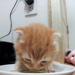 (냥판) 유 <b>누렁</b>