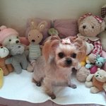 인형일까요^^?강아지일까요^^??