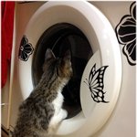 (냥판) <b>마성</b>의 냥이... 눈빛에 속으면 안되는데..