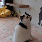 드렁큰<b>캣츠</b> 가족들을 소개합니다 .!