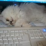 > >우리집 고양이 모하냥(아기편) 3탄 < <