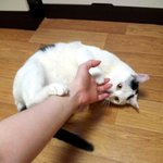 [냥판] <b>대두</b>김용배의 나이를 거꾸로 먹는다쉬먀!!