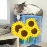 냥판] 강낭콩알 빠른성장 <b>콩알</b> 6편