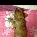 코카 루이가 너무 좋아요....