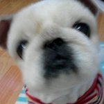 페키니즈 판)) 표정 참 다양한 10살베기 페키니즈 "<b>둥이</b>"