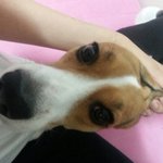 8탄) 아이라인이 매력적인 토끼개 야롱이