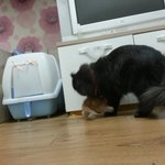 애기냥판) 마지막편. 똥꼬발랄 철부지 1개월령 아깽이, 루돌프코...