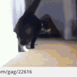 사진은 이렇게 찍는거야.<b>gif</b>