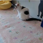 드렁큰<b>캣츠</b> 가족들을 소개합니다. 2