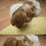 ##제발한번만봐주세요..반려견을찾습니다##