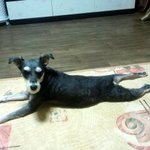 귀요미 강돌이 (폭풍잔소리경청중 ㅋㅋ)