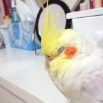 우리집 3대 앵무새가족을 소개합니당^0^-<b>미리</b>보기!!