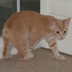 <b>집</b>고양이같지만 <b>밖</b>에서 생활하는 고양이를 데려오고 싶어요. 조언 부탁해요...